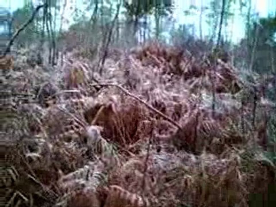 Aura et les bécasses.wmv