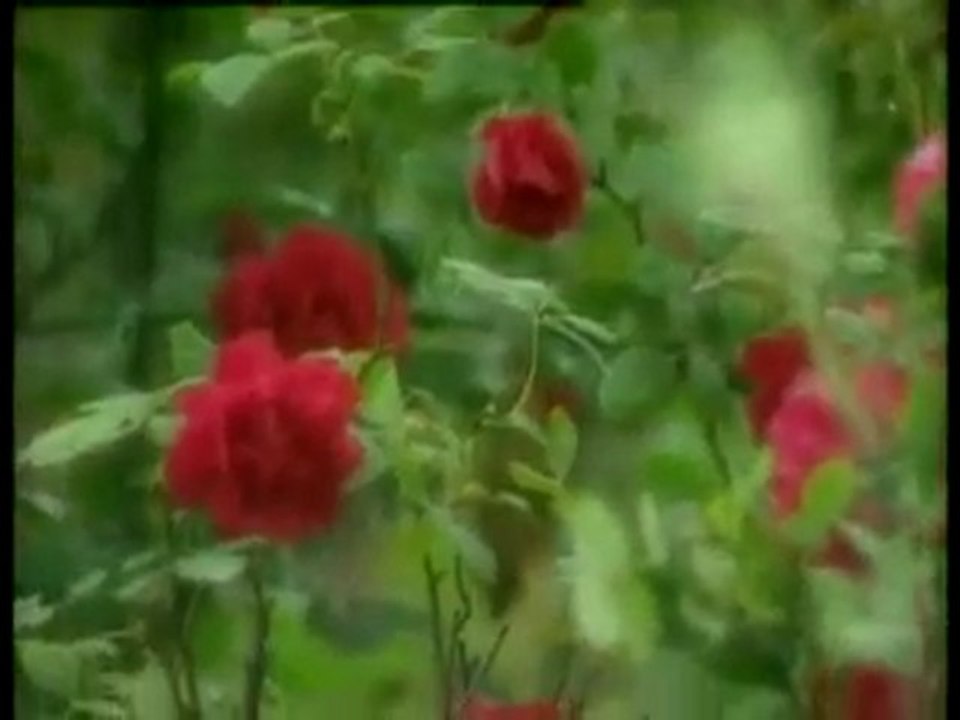 MEDİNE'YE VARAMADIM (ABDULMETİN KAYA)