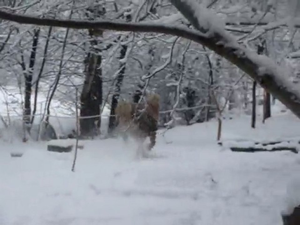 Galop dans la neige 3