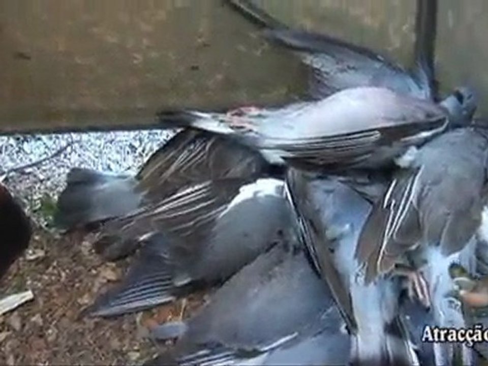 Tirada de Paloma Torcaz en Extremadura y Portugal Parte 2