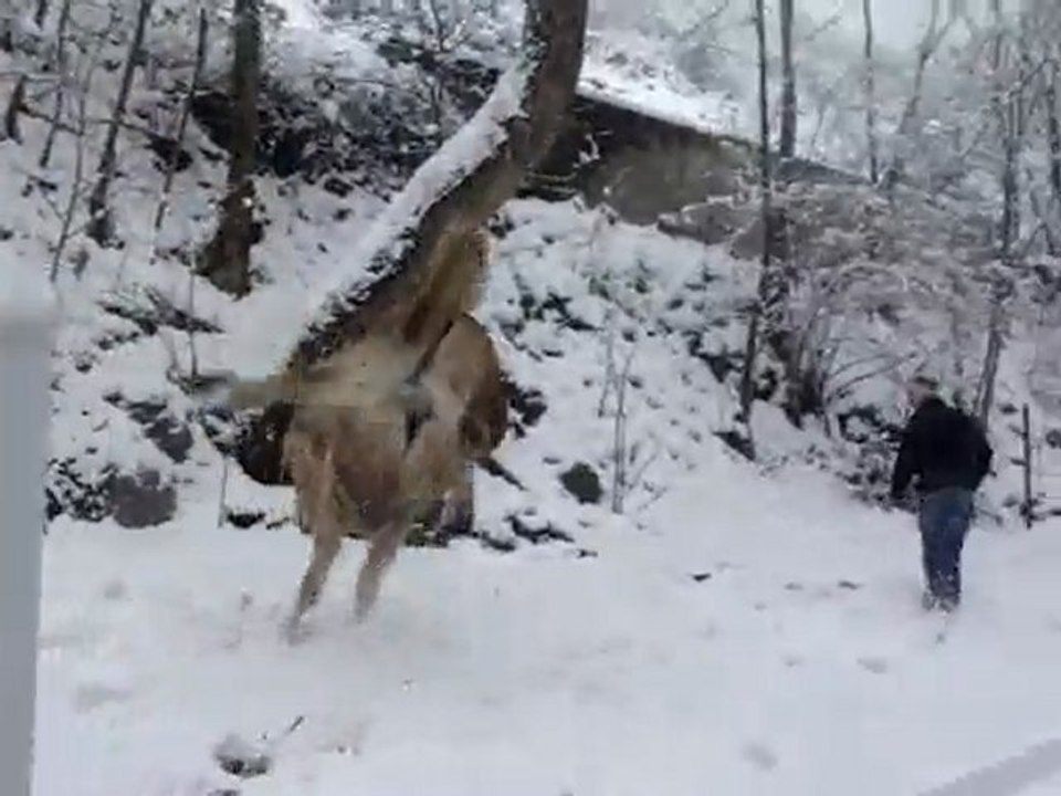 Galop dans la neige 5