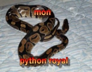 Yann André présente le python royal !!!