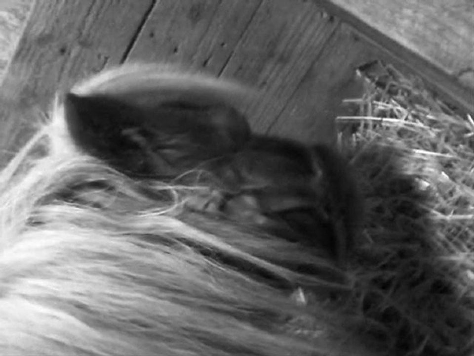 S & M Gravés à jamais ♥