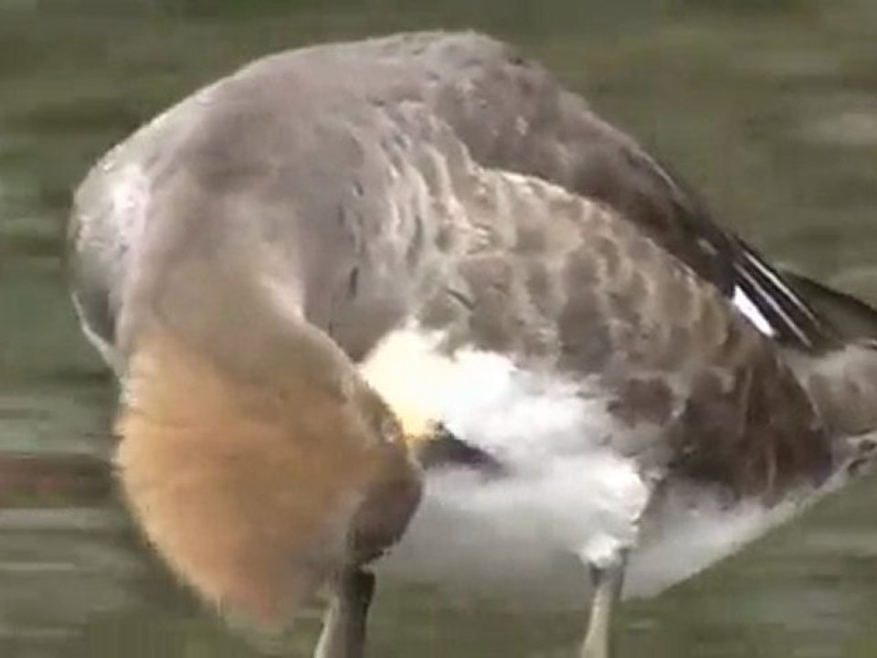 Lophodytes cucullatus