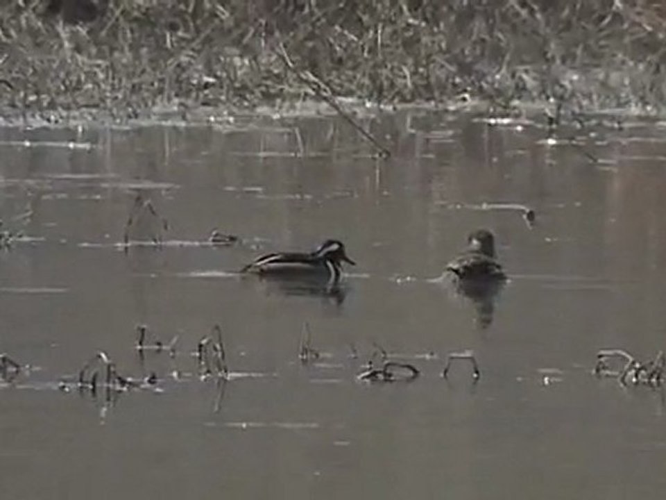 Lophodytes cucullatus
