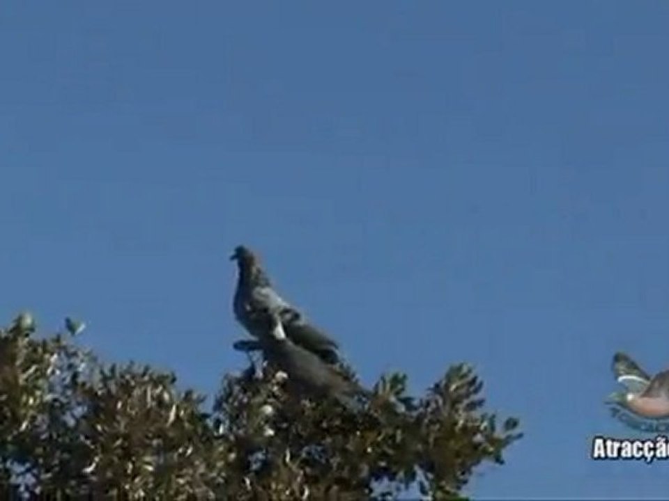 Tirada de Paloma Torcaz en Extremadura y Portugal Parte 4