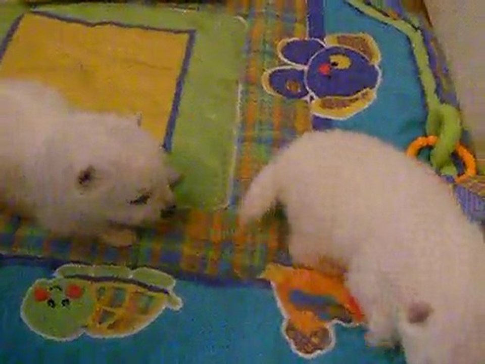 Les Bb de Susu 002