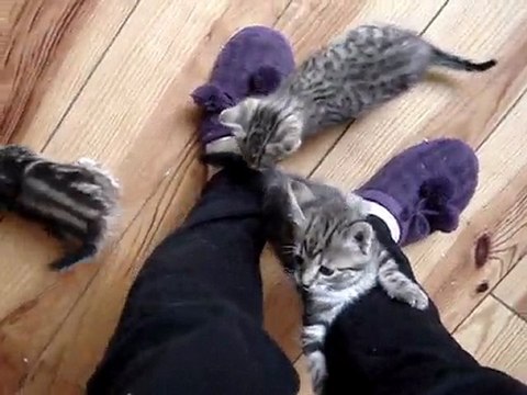 Les chatons... à l'assaut!
