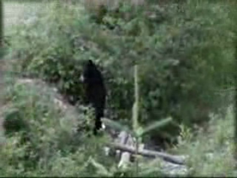 Un ours marche debout