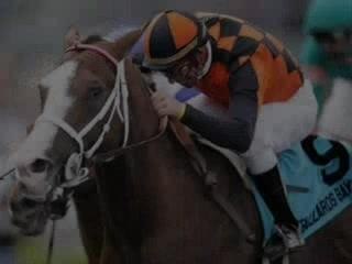Born to Run, Born to Win - Horse Racing