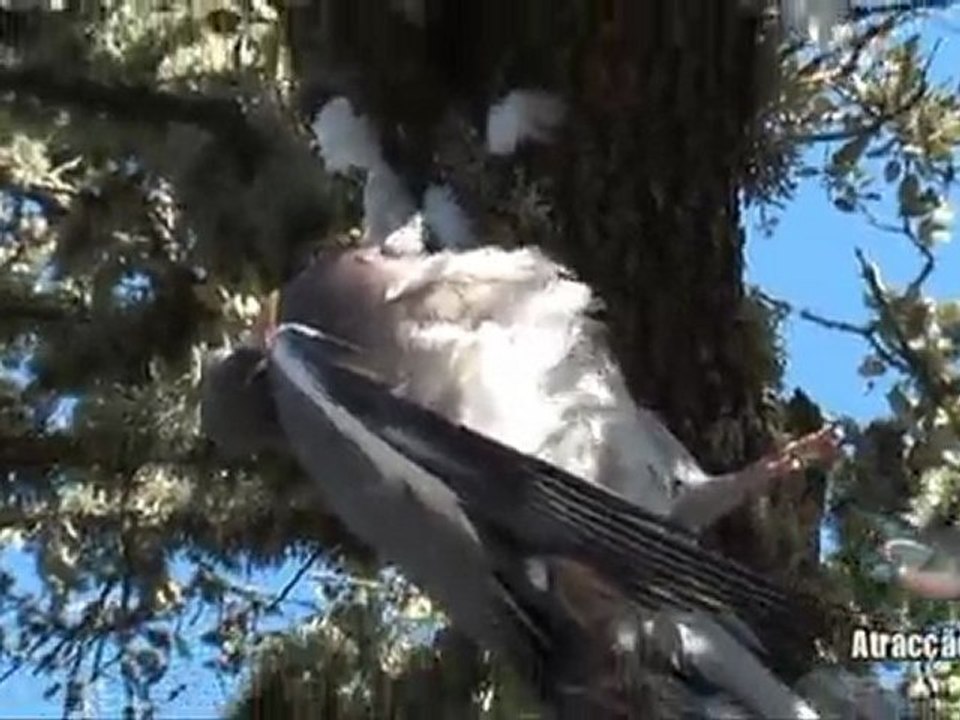 Tirada de Paloma Torcaz en Etremadura y Portugal Parte 6