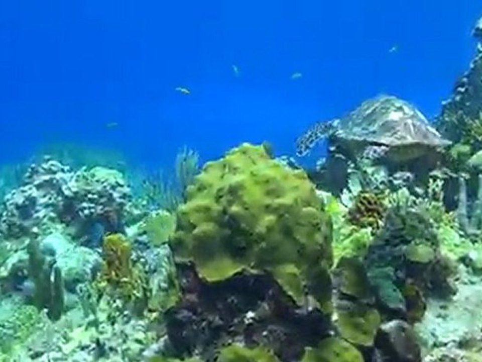 Tortue imbriquée