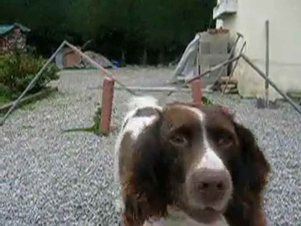 le cheval saute ( vertical)