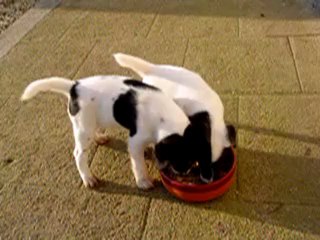 repas chiots