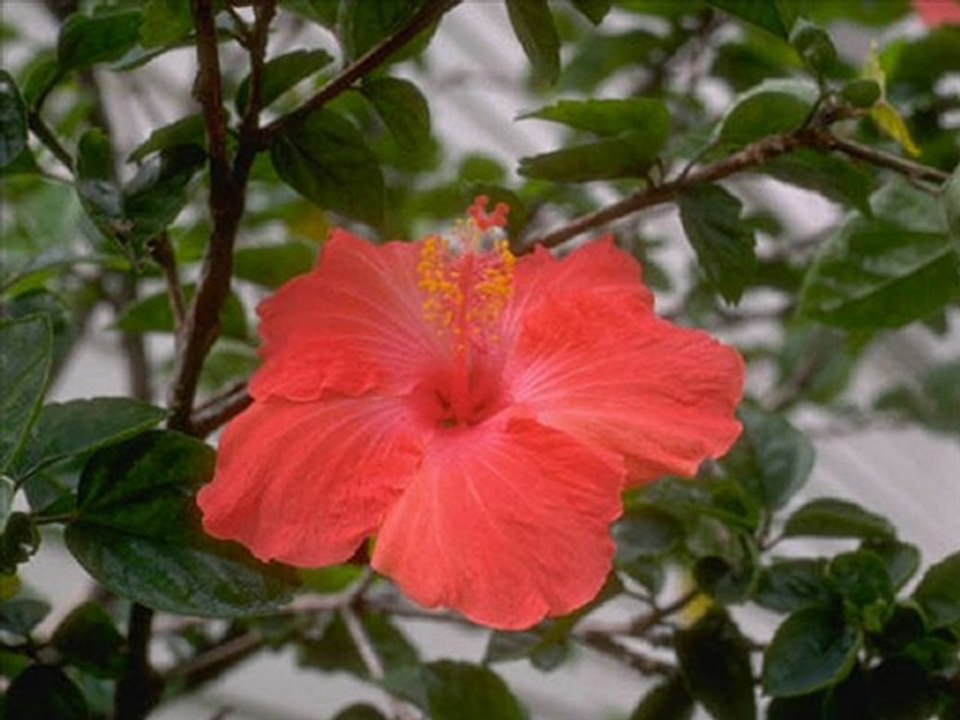 Ali KINIK - firari sevdam