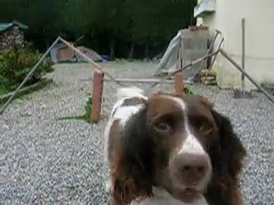 le cheval saute ( vertical)