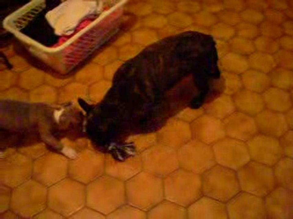 staff vs bulldog lol