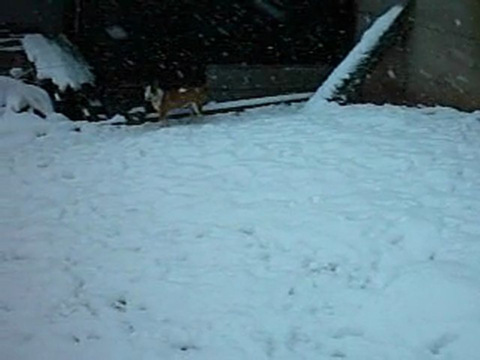 * *  BUFFY DES NEIGES 1  * *