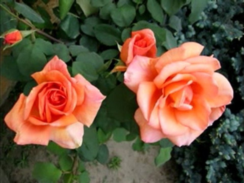 Les Roses