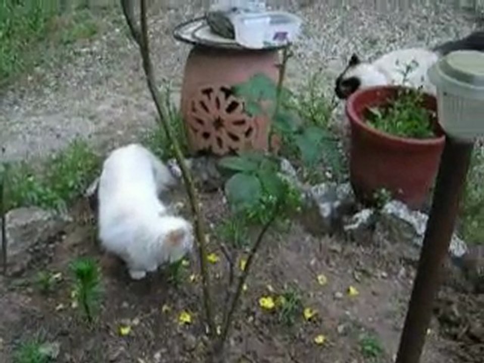 Aribo & Akita -jardin-