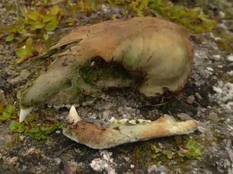 Arctic Polar Bears - Nunavut, Canada