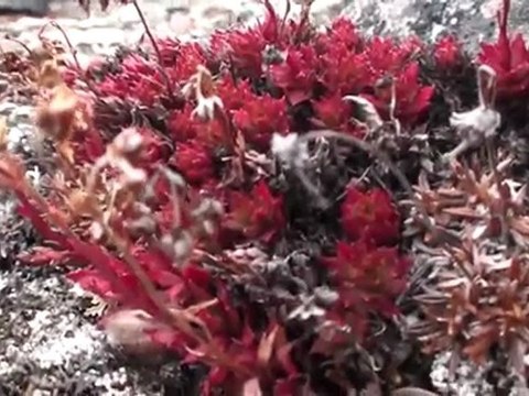Arctic Willow Trees and Flowers - Nunavut, Canada