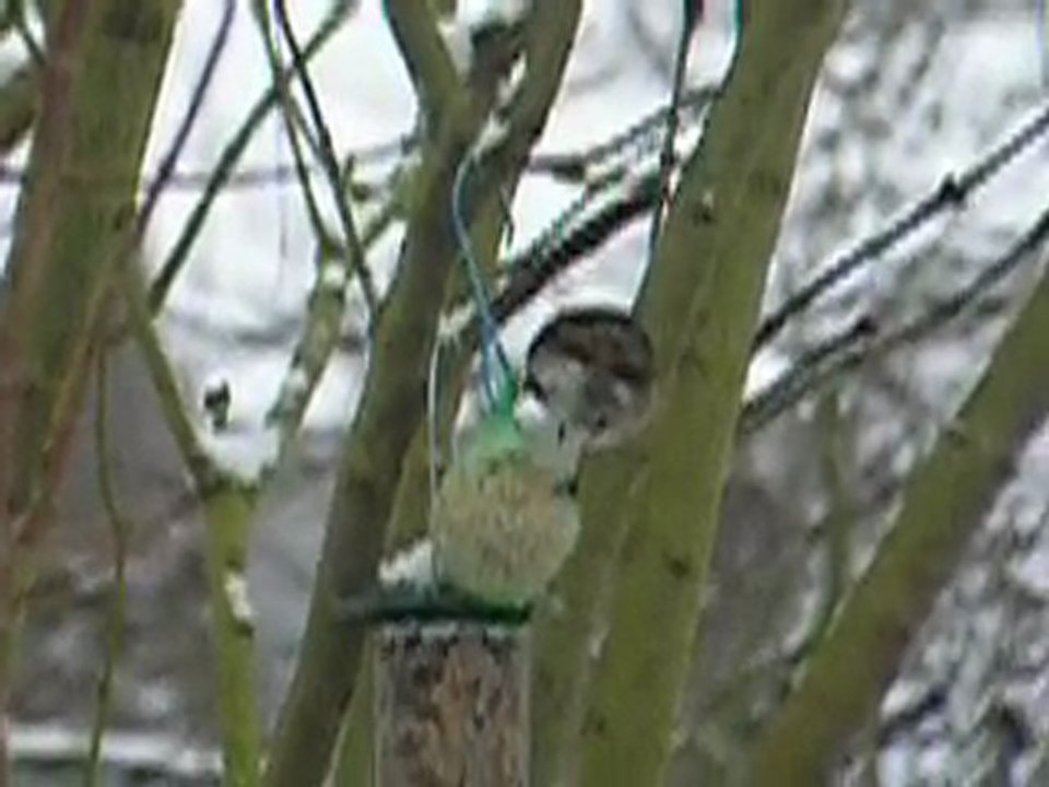 rouge-gorge sous la neige2