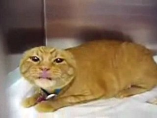 Un chat réellement dangereux