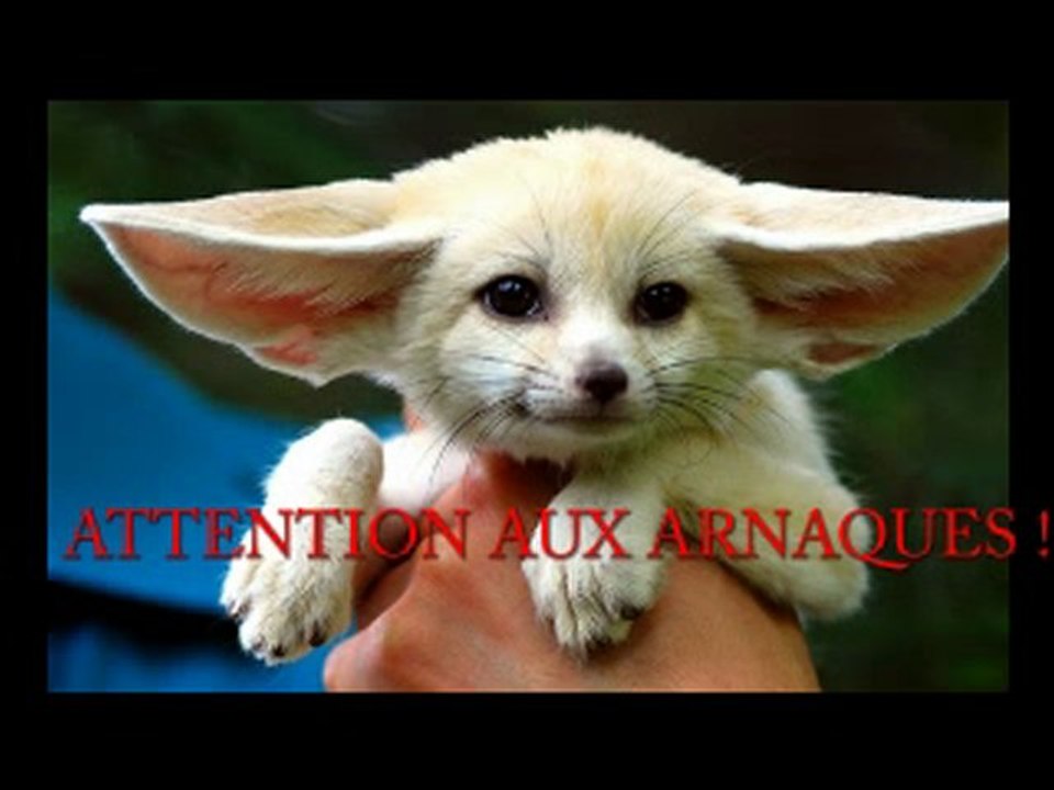 Fennec Fox Scam / Alerte arnaques
