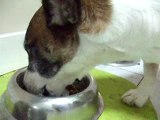 Strange!-Cukulat eats dog food -jack russell -mama  sevmez..