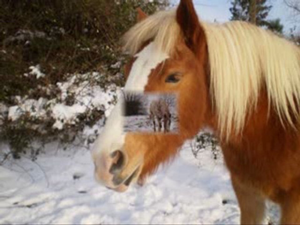 Vive la neige