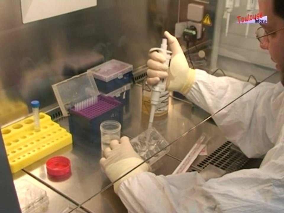 Le cytomégalovirus (CMV) durant la grossesse