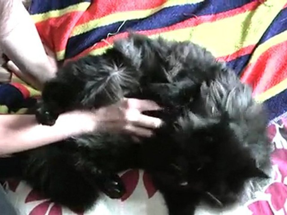 alice et son chat