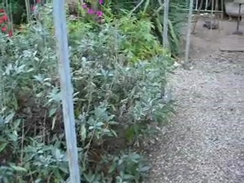 Aribo & Coulis -jardin-