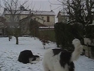 César-Tamia Neige11-02-2010