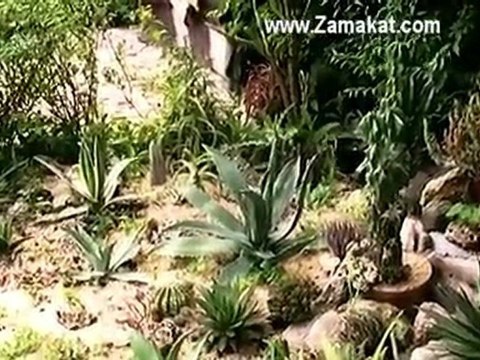 Кактуси - Градина Замъкът