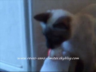 Chanel, un chat pas comme les autres.