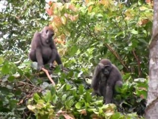 Gabon: Des gorilles dans une forêt exploitée par l'homme