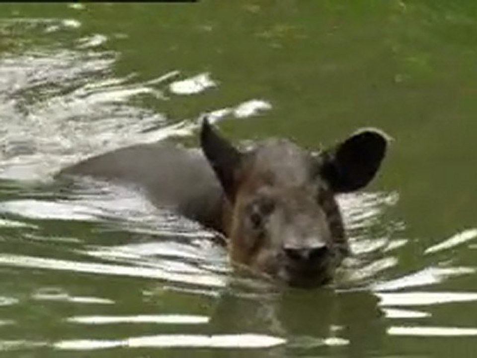 smart special price - tapir