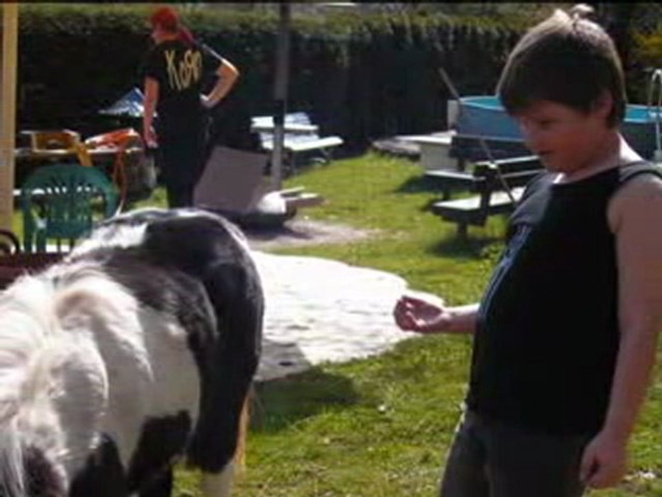 LES CHEVAUX LES PONEYS ET VUES DE HERCHENBACH
