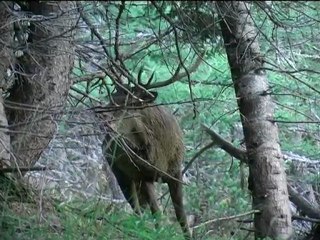 Cerf au brame, Hautes Alpes, automne 2005