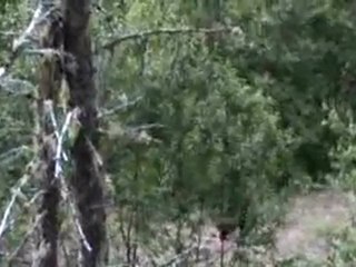 Bear with 3 Legs and walks on 2