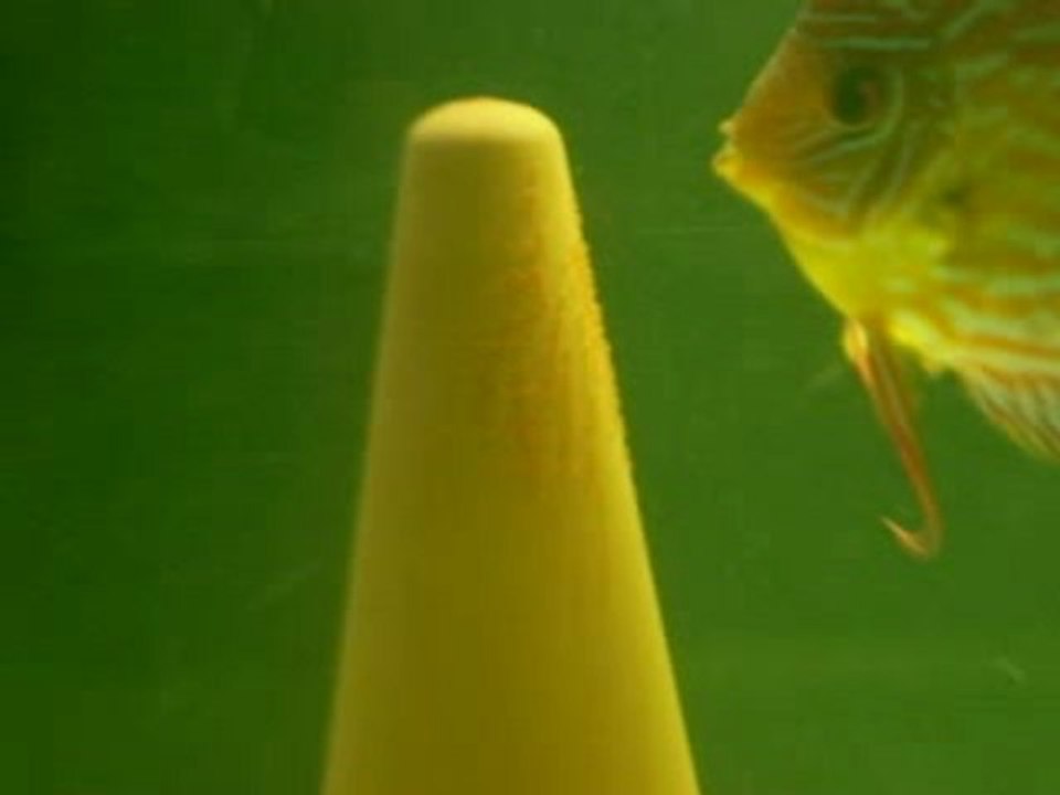 New couple "Leopard ring /turquoise rouge"