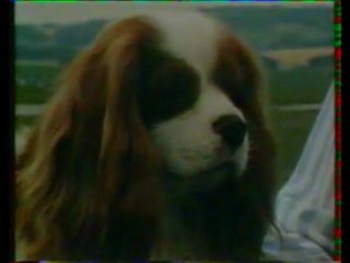 Présentation du cavalier King Charles