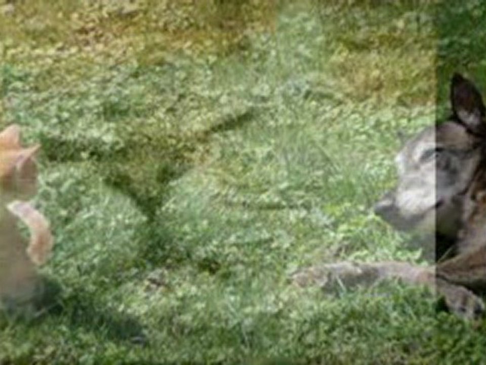 faut qu'ça s'régale