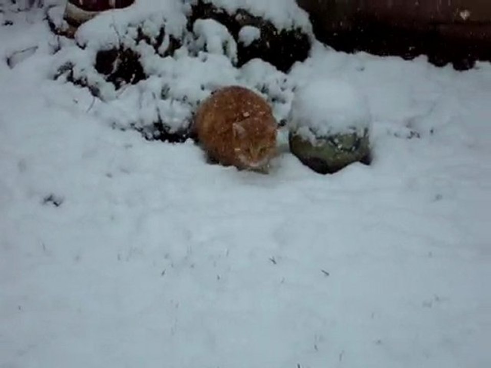 chats sous la neige 11 02 210