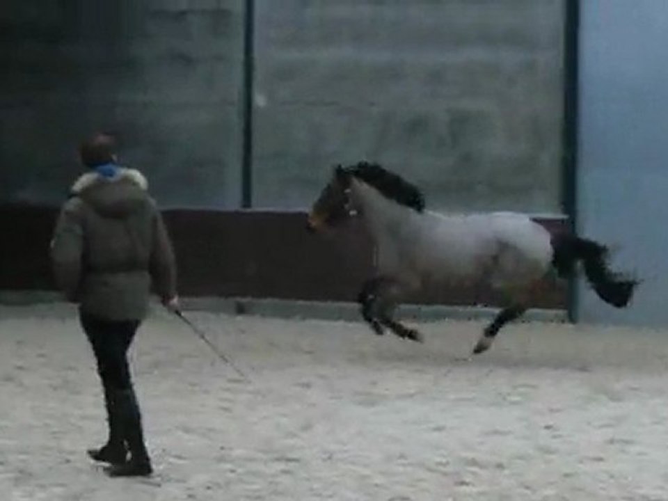 Hongre 4 ans saut en libertée