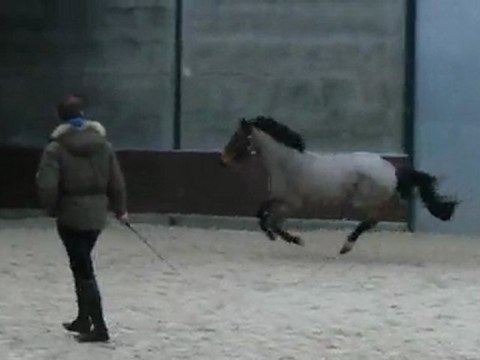 Hongre 4 ans saut en libertée