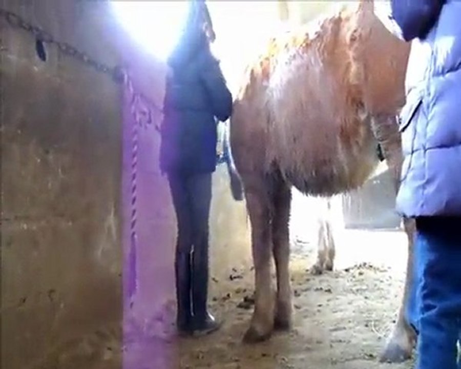 concours poney eole 2 mai 2010