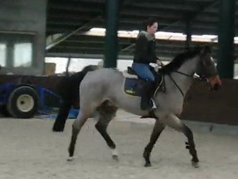 Hongre 4 ans au trot monté